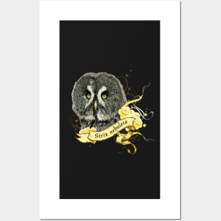 Gray owl Posters and Art